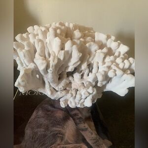 Natural real Coral white Reef large white finger corral